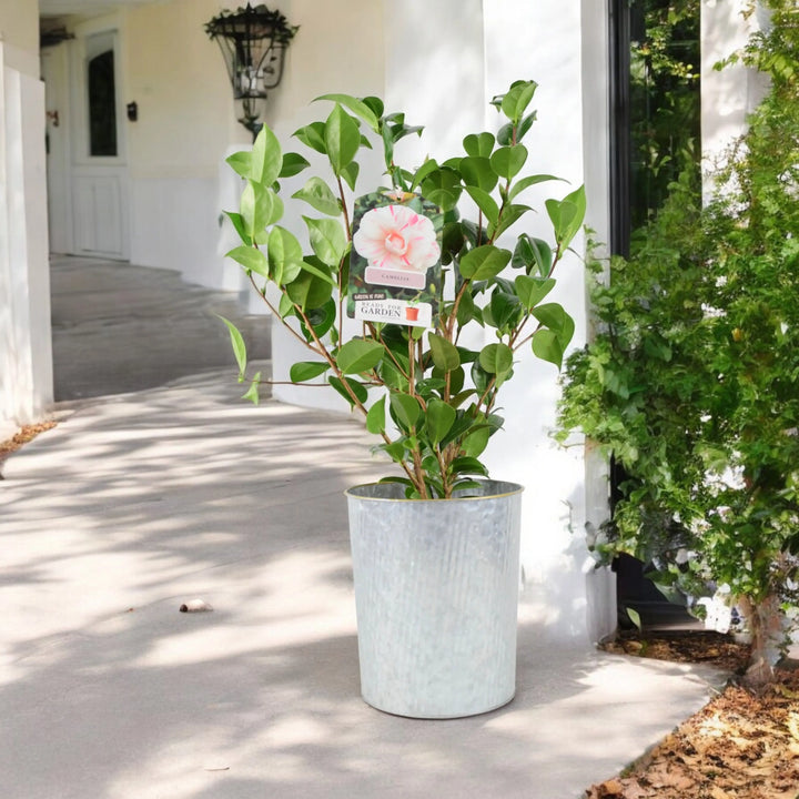 Camellia Japonica White Bicolour Plants By Post