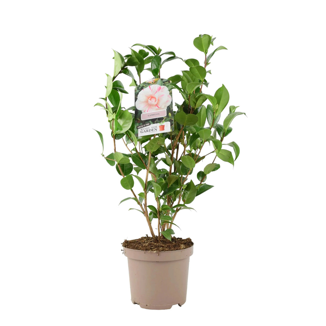 Camellia Japonica White Bicolour Plants By Post