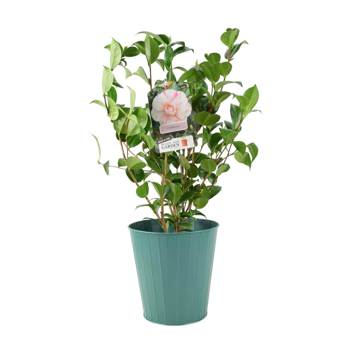 Camellia Japonica White Bicolour Plants By Post