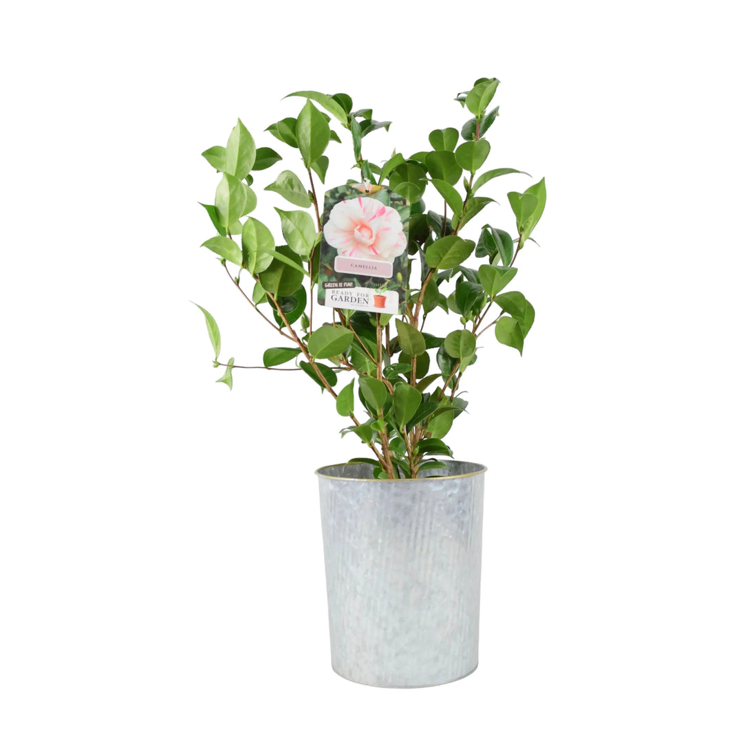 Camellia Japonica White Bicolour Plants By Post