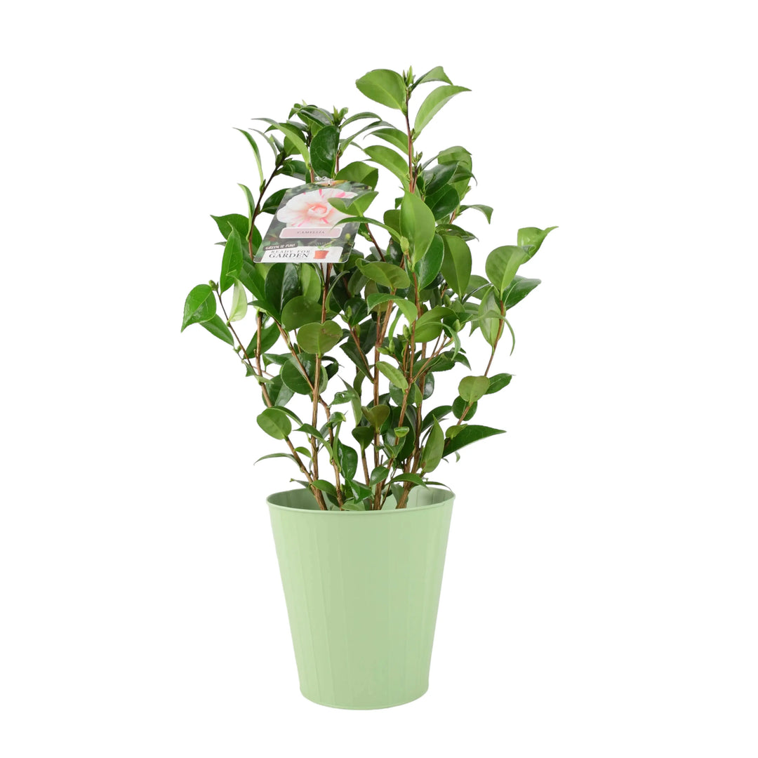 Camellia Japonica White Bicolour Plants By Post