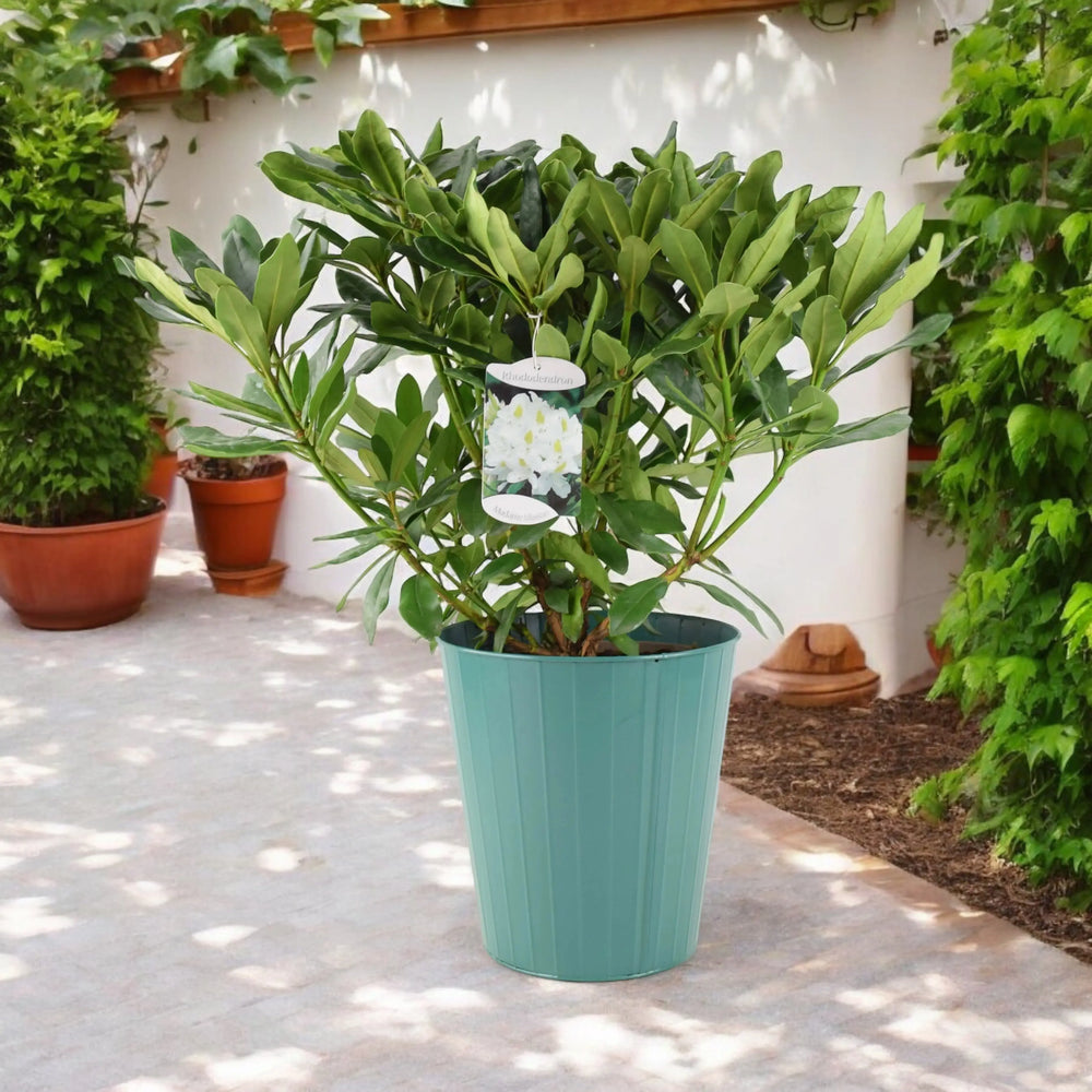 Rhododendron White Plants By Post