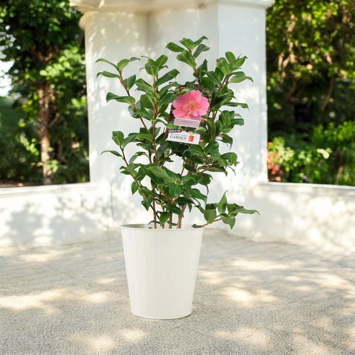 Camellia Japonica Pink Plants By Post