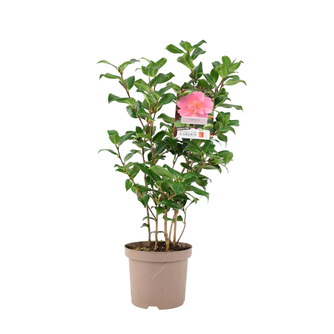 Camellia Japonica Pink Plants By Post