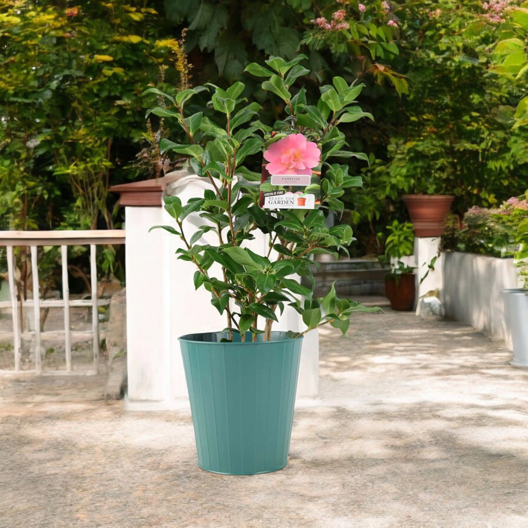 Camellia Japonica Pink Plants By Post