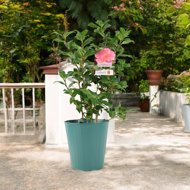 Camellia Japonica Pink Plants By Post