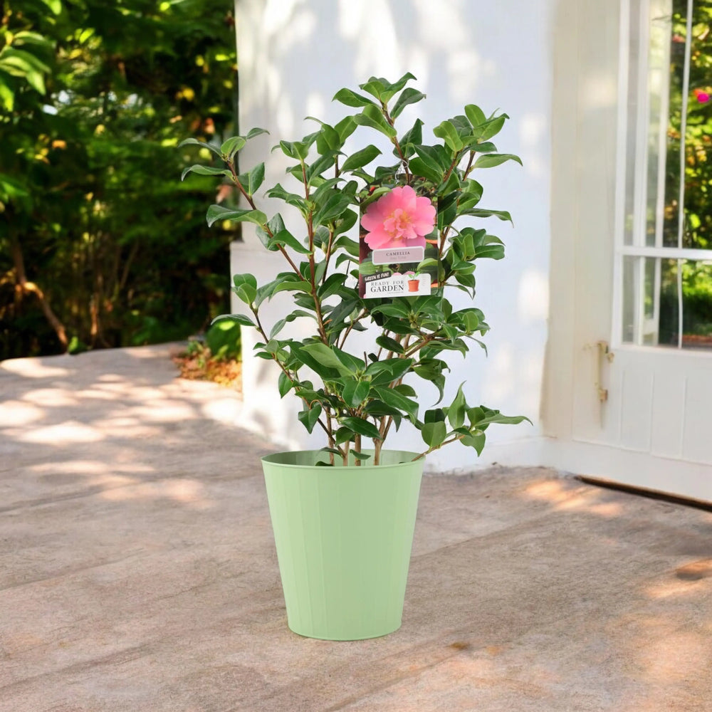 Camellia Japonica Pink Plants By Post