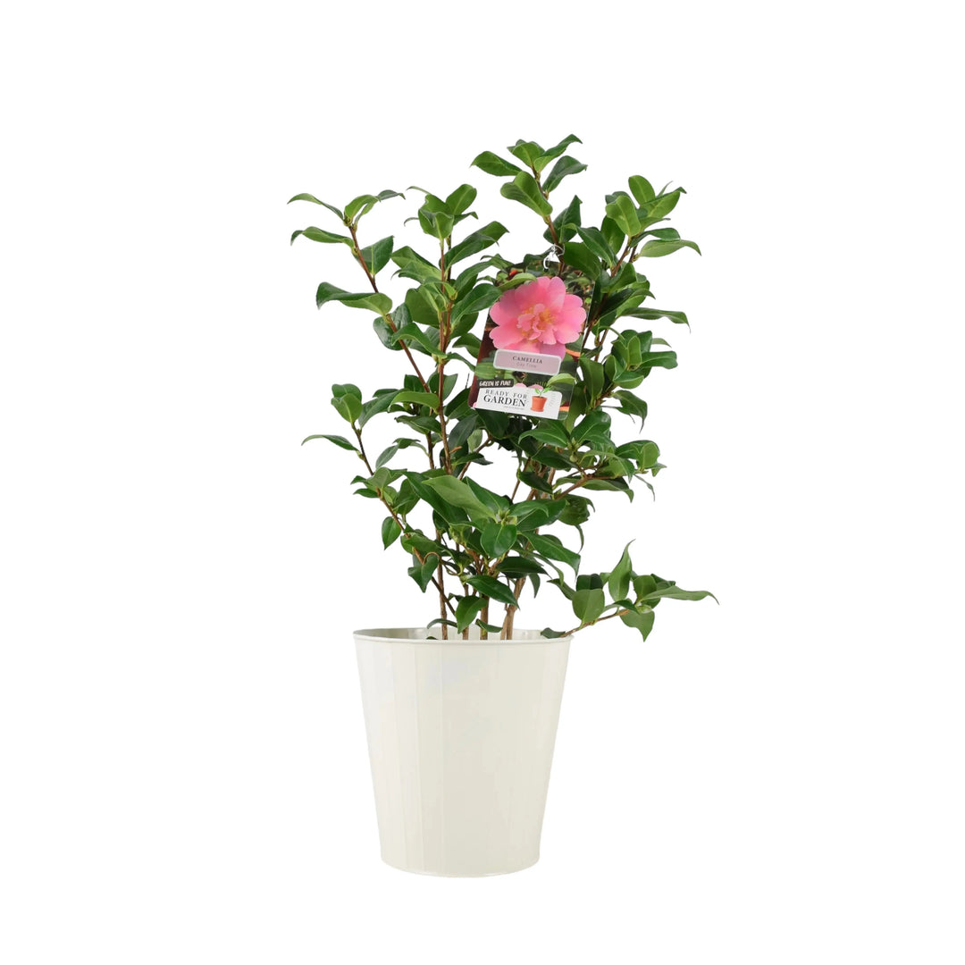 Camellia Japonica Pink Plants By Post