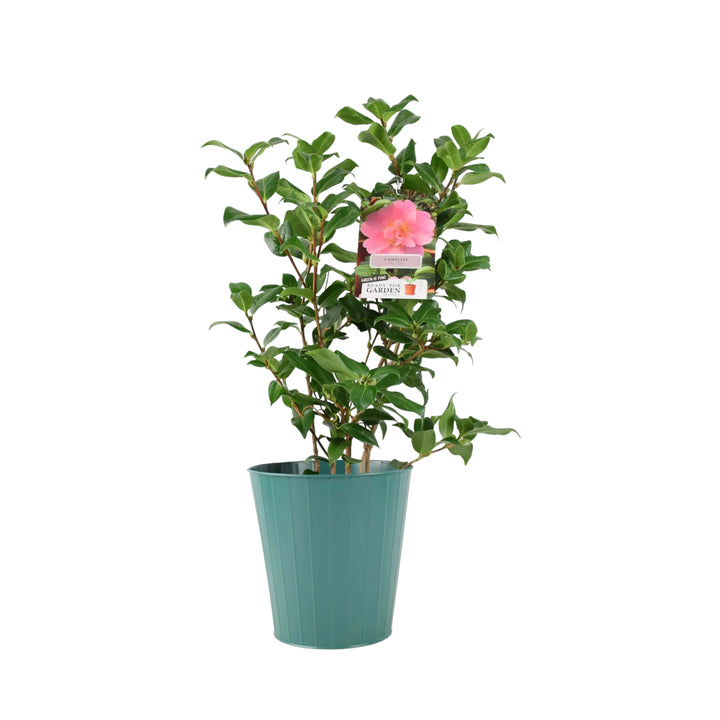 Camellia Japonica Pink Plants By Post