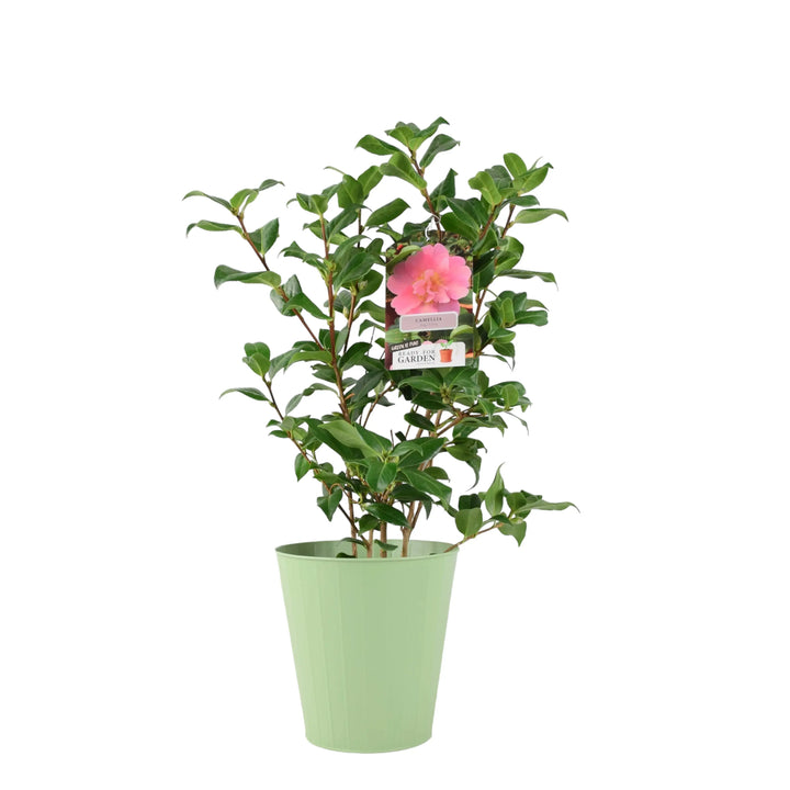 Camellia Japonica Pink Plants By Post