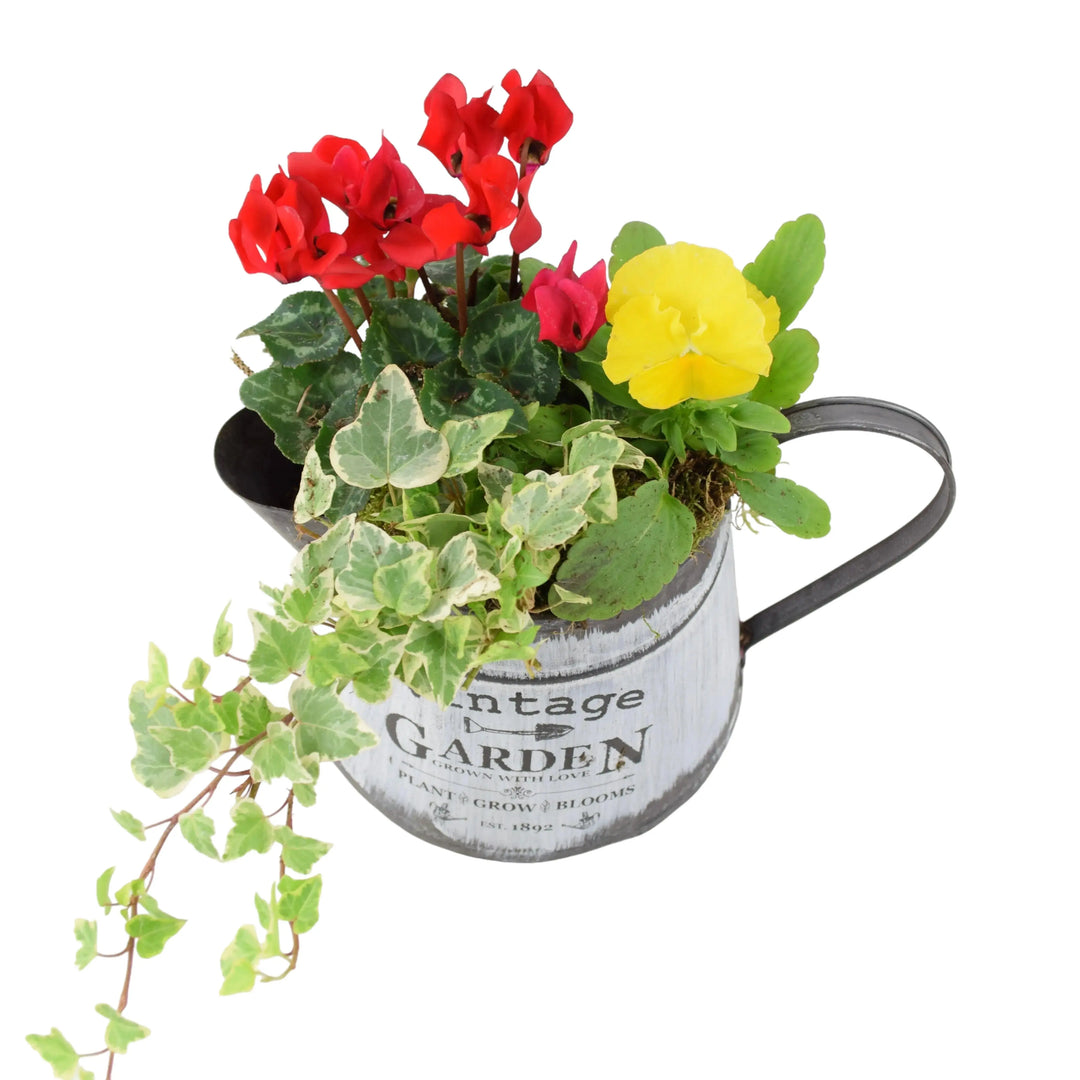 Seasonal Vintage Jug Planter Plants By Post