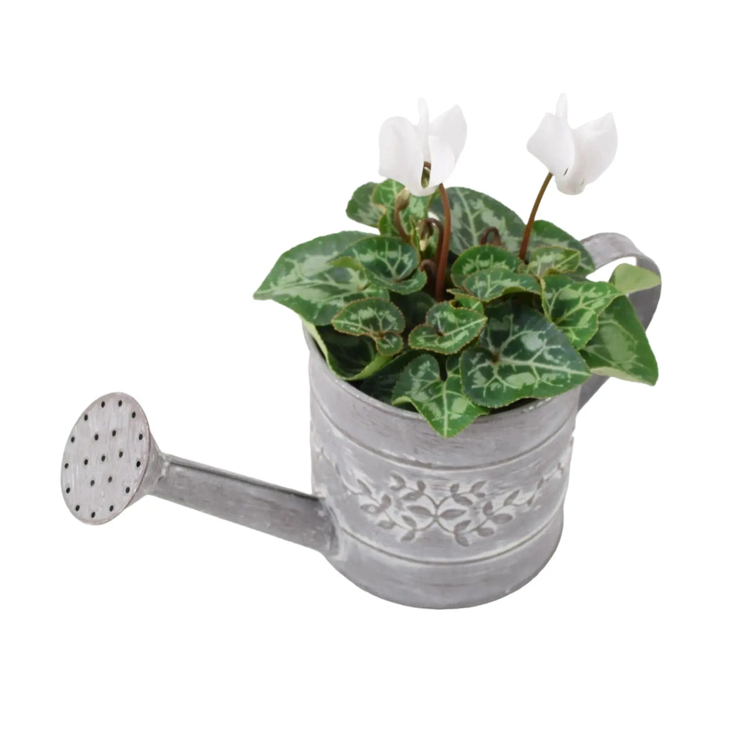 Cyclamen White in Watering Can plants by post