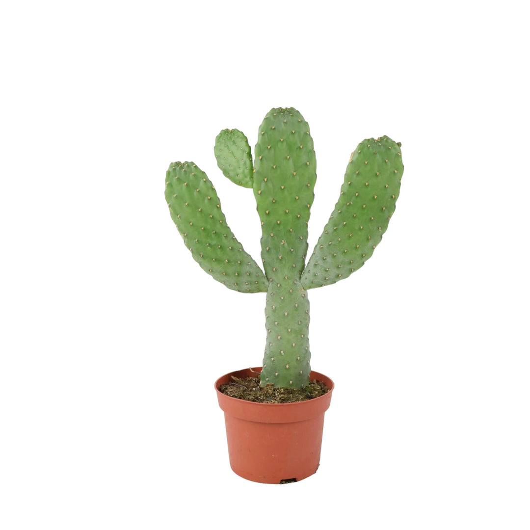 Cactus Consolea Rubescens Plants By Post