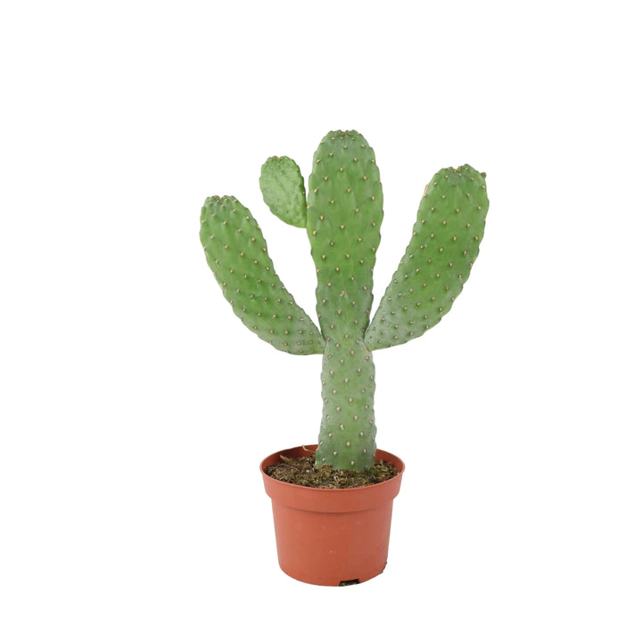 Cactus Consolea Rubescens Plants By Post