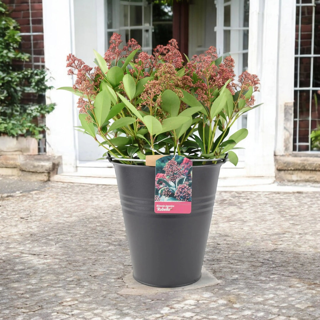 Skimmia Japonica Rubella 5L Pot Plants By Post