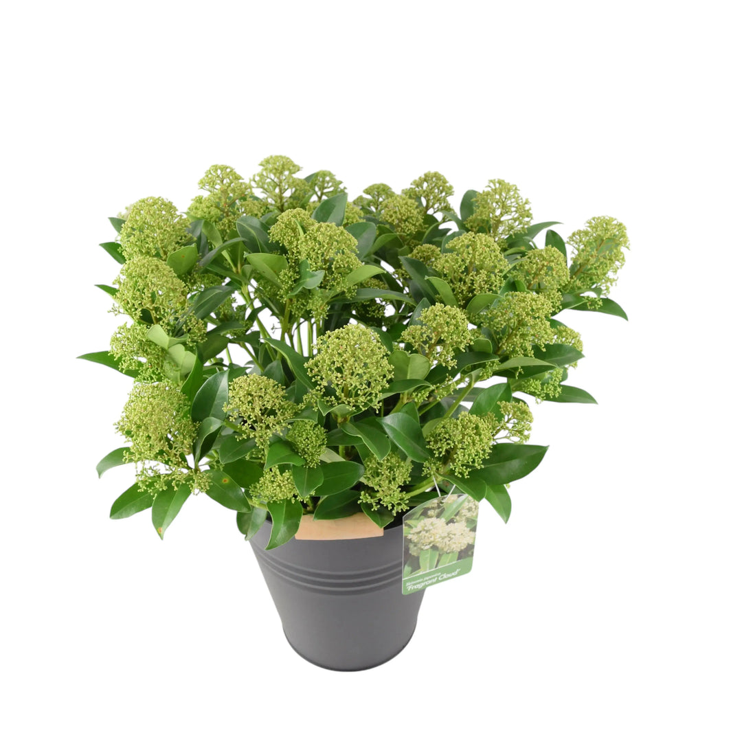 Skimmia Japonica Fragrant Cloud 5L Pot Plants By Post