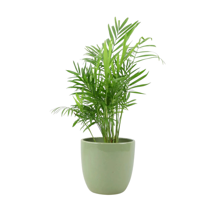 Chamaedora Elegans Parlor Palm 12cm Plants By Post UK