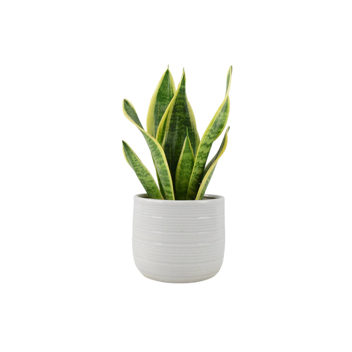 Sansevieria Superba 12cm Pot Plants By Post