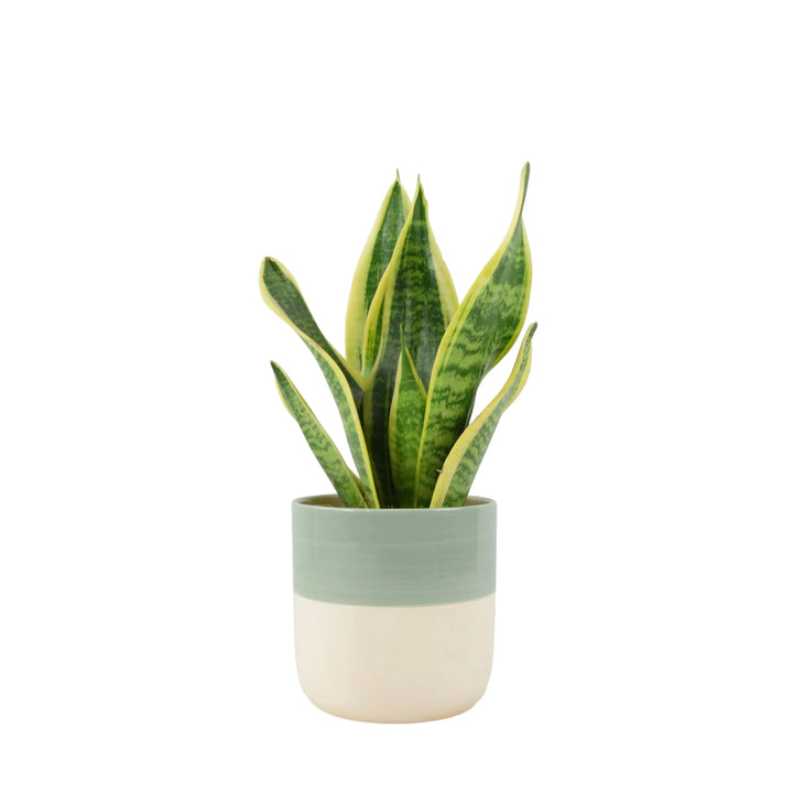 Sansevieria Superba 12cm Pot Plants By Post