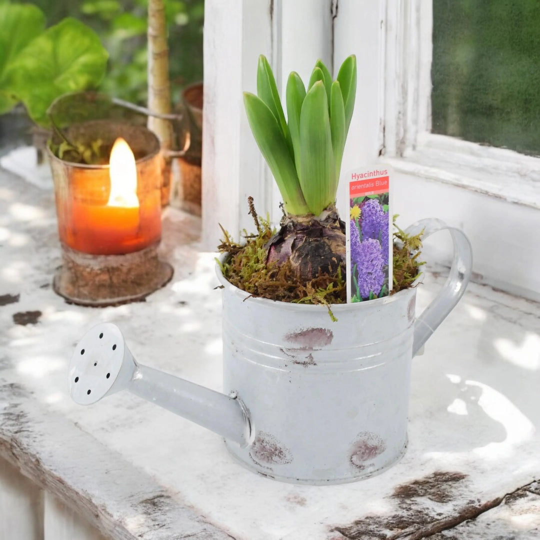 Hyacinth Planted Metal Watering Can Available From 30/10/2024 Plants By Post