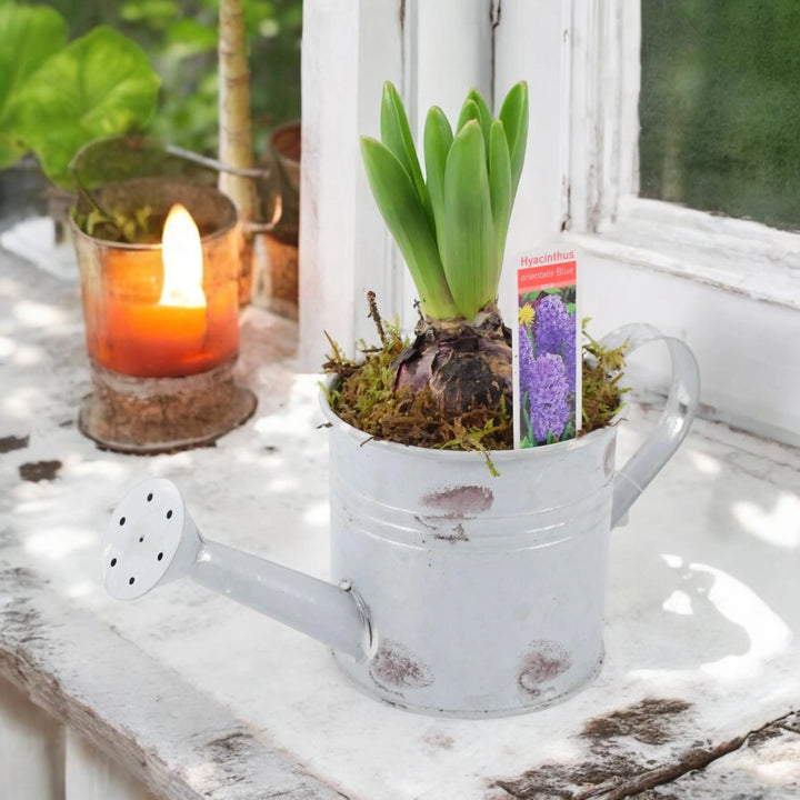 Hyacinth Planted Metal Watering Can Available From 30/10/2024 Plants By Post