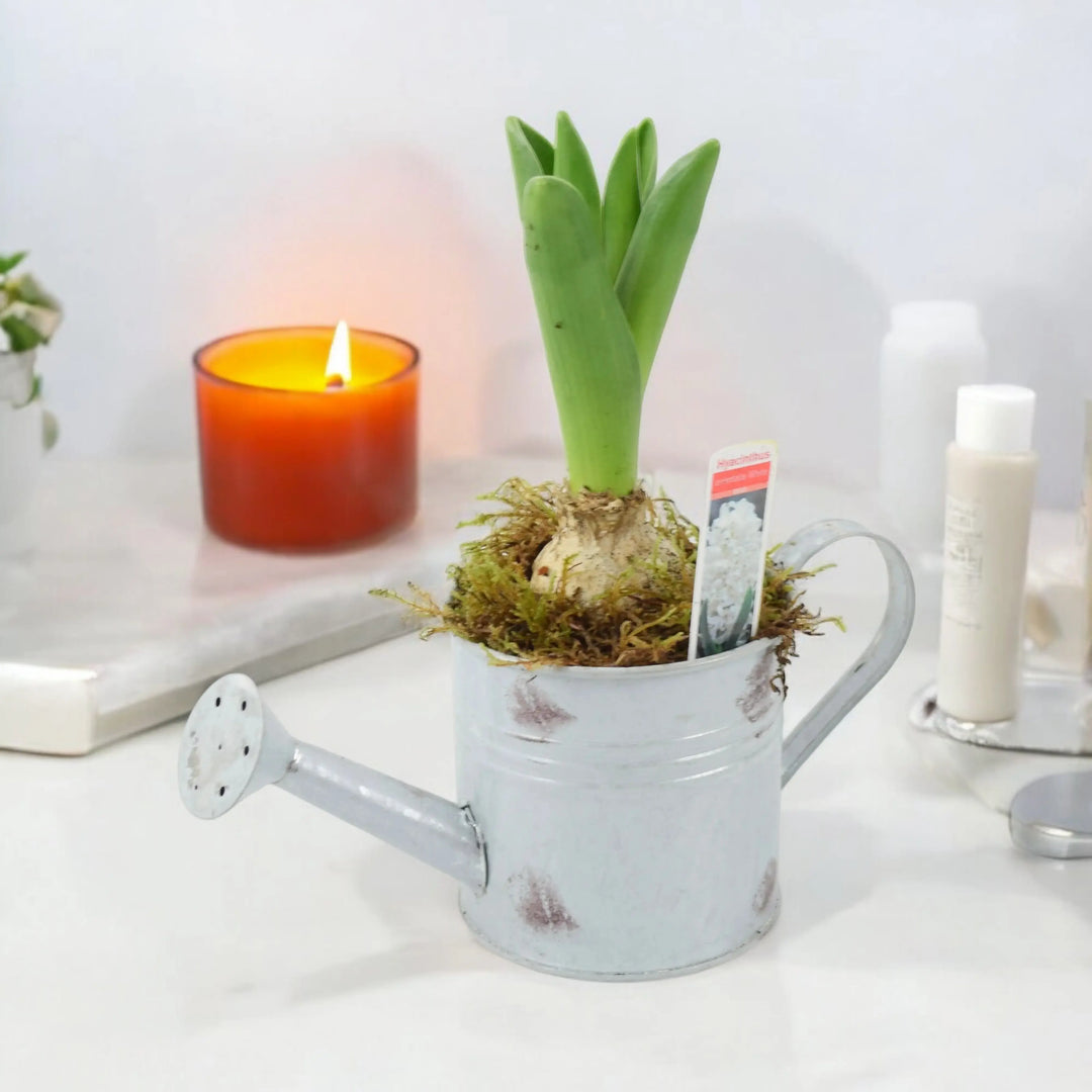 Hyacinth Planted Metal Watering Can Available From 30/10/2024 Plants By Post