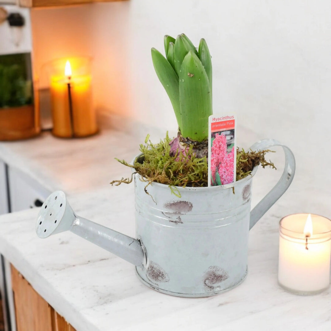 Hyacinth Planted Metal Watering Can Available From 30/10/2024 Plants By Post