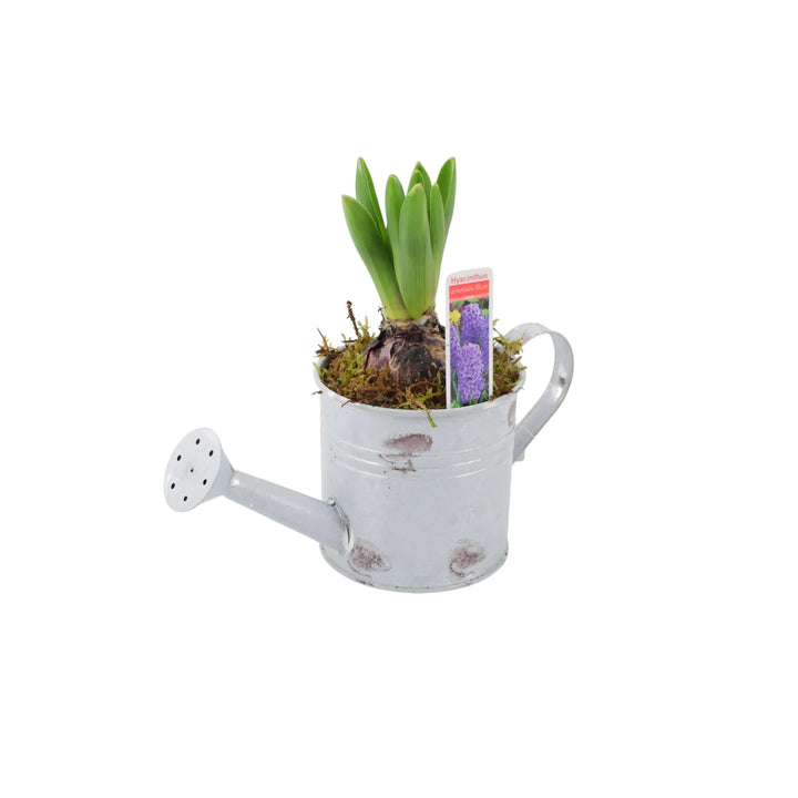 Hyacinth Planted Metal Watering Can Available From 30/10/2024 Plants By Post