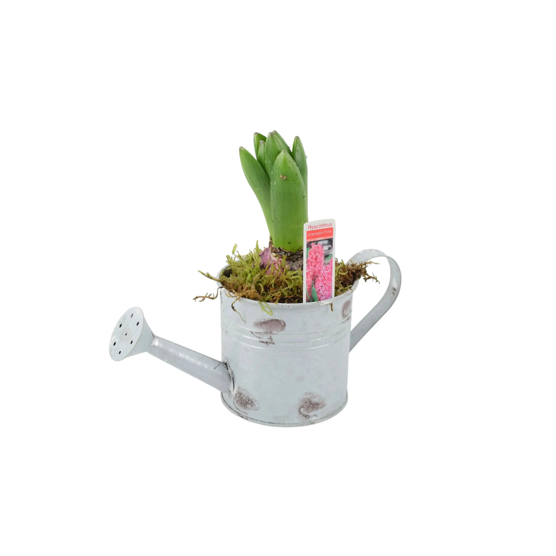 Hyacinth Planted Metal Watering Can Available From 30/10/2024 Plants By Post