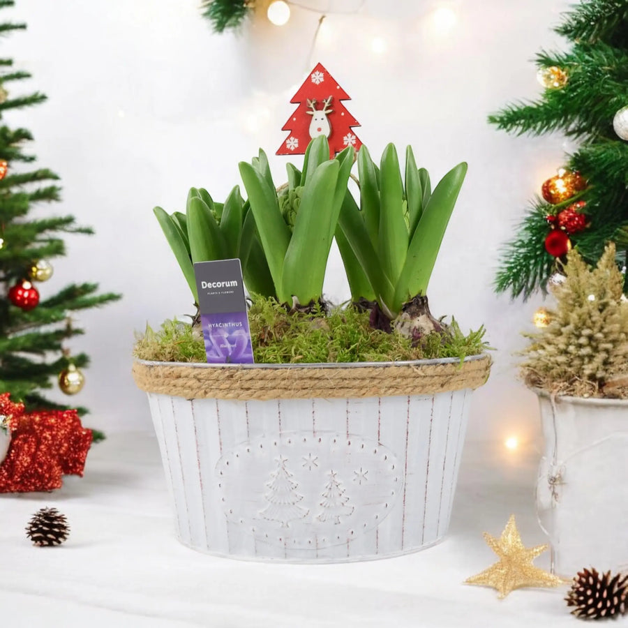 Hyacinth Christmas Bowl x 5 Bulbs Available 30/10/2024 Plants By Post