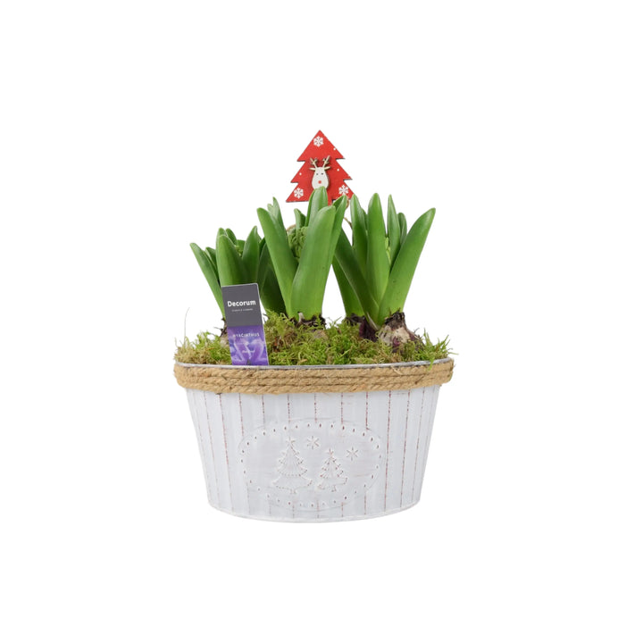 Hyacinth Christmas Bowl x 5 Bulbs Available 30/10/2024 Plants By Post