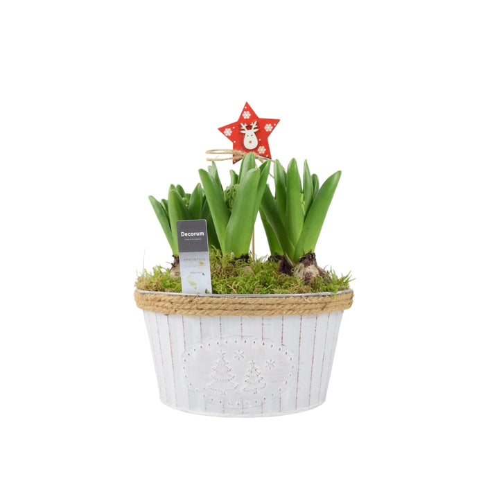 Hyacinth Christmas Bowl x 5 Bulbs Available 30/10/2024 Plants By Post