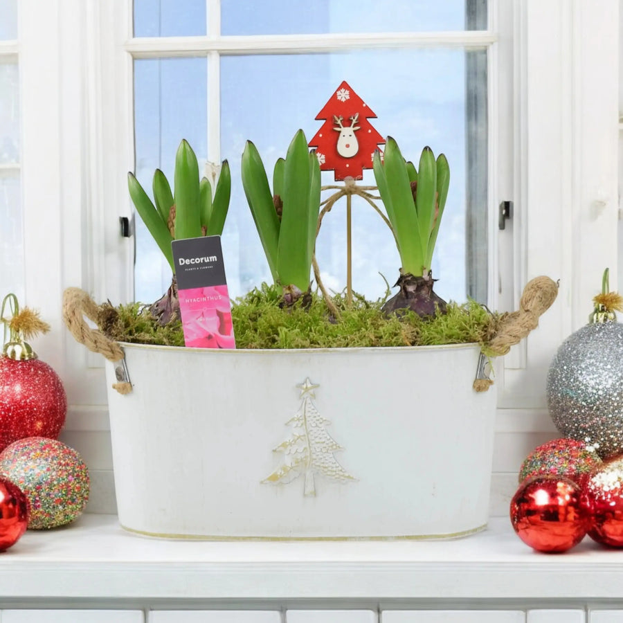 Hyacinth Planted Metal Christmas Trough x 3 Bulbs Available 30/10/2024 Plants By Post