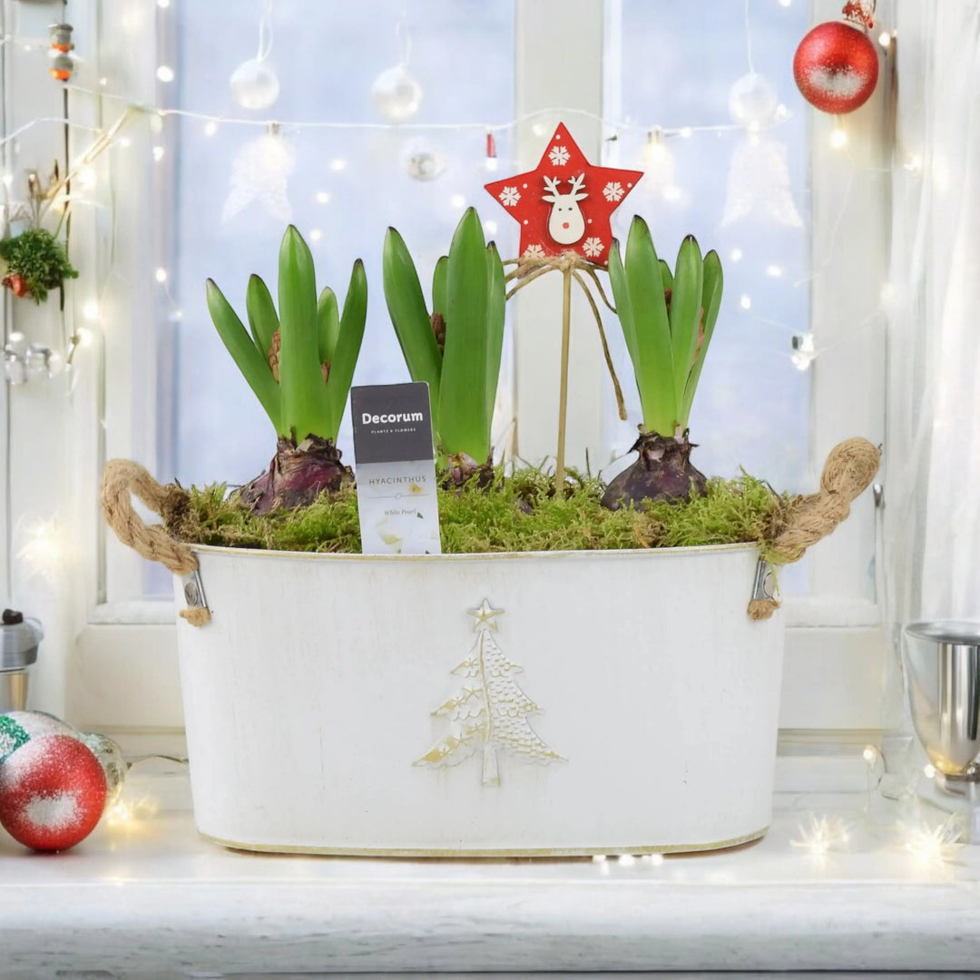 Hyacinth Planted Metal Christmas Trough x 3 Bulbs Available 30/10/2024 Plants By Post