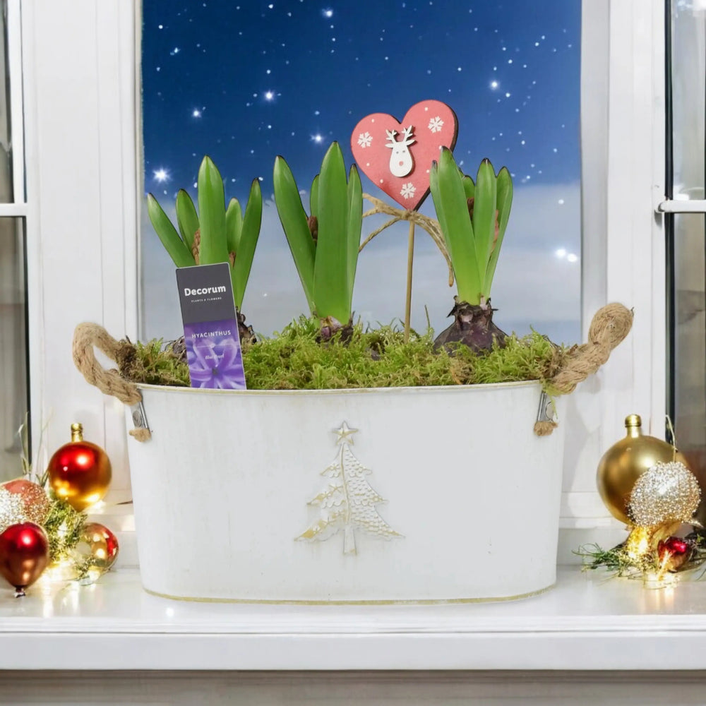 Hyacinth Planted Metal Christmas Trough x 3 Bulbs Available 30/10/2024 Plants By Post