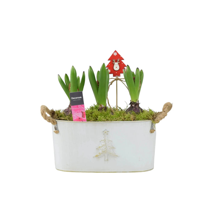 Hyacinth Planted Metal Christmas Trough x 3 Bulbs Available 30/10/2024 Plants By Post