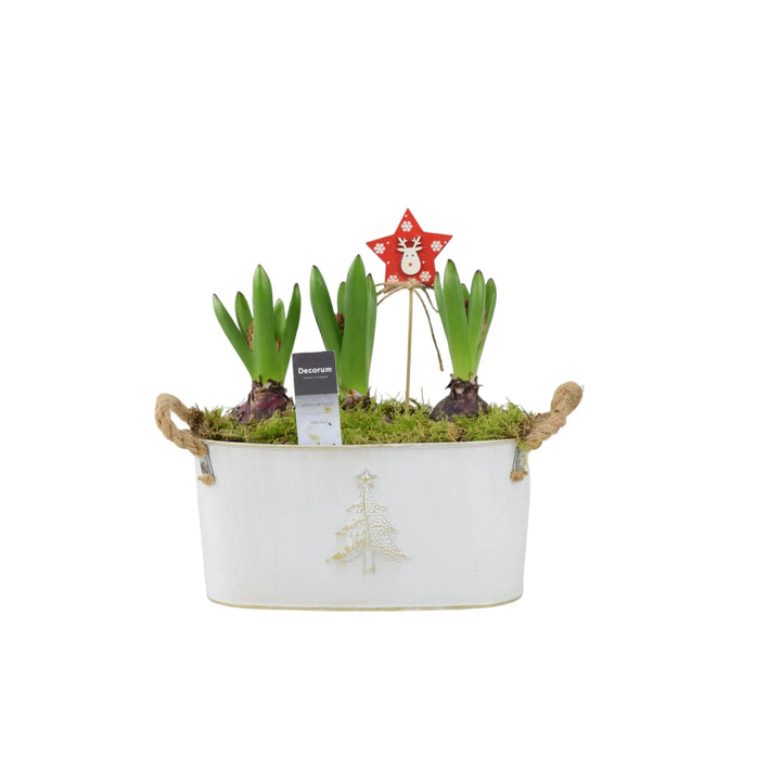 Hyacinth Planted Metal Christmas Trough x 3 Bulbs Available 30/10/2024 Plants By Post