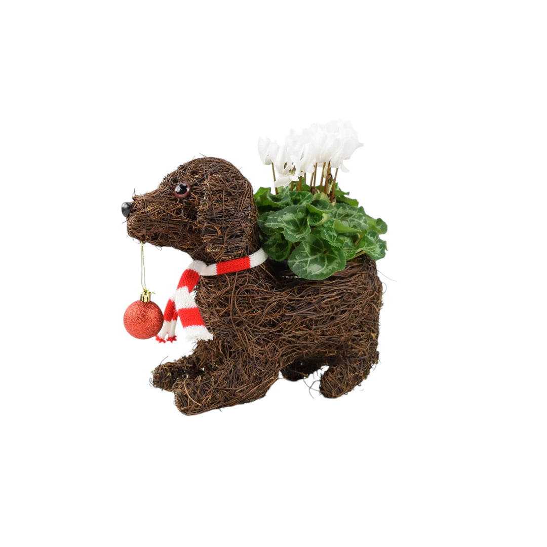 Dog & Bauble Christmas Planter With Cyclamen Plants By Post