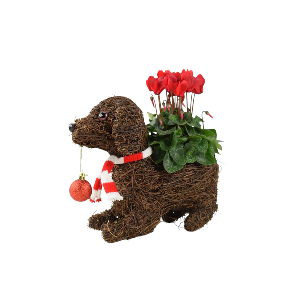 Dog & Bauble Christmas Planter With Cyclamen Plants By Post