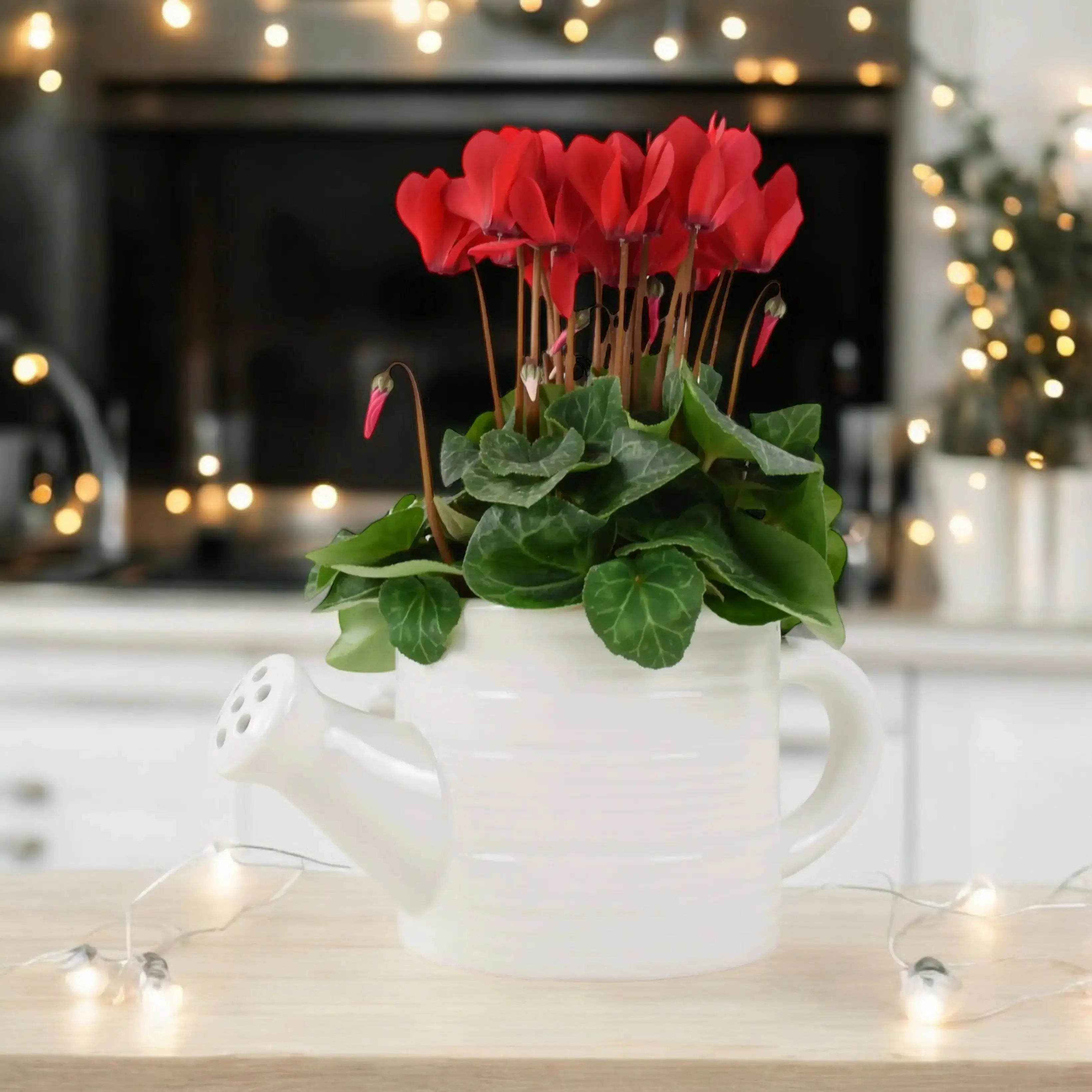 York Ceramic Water Can With Cyclamen Plants By Post