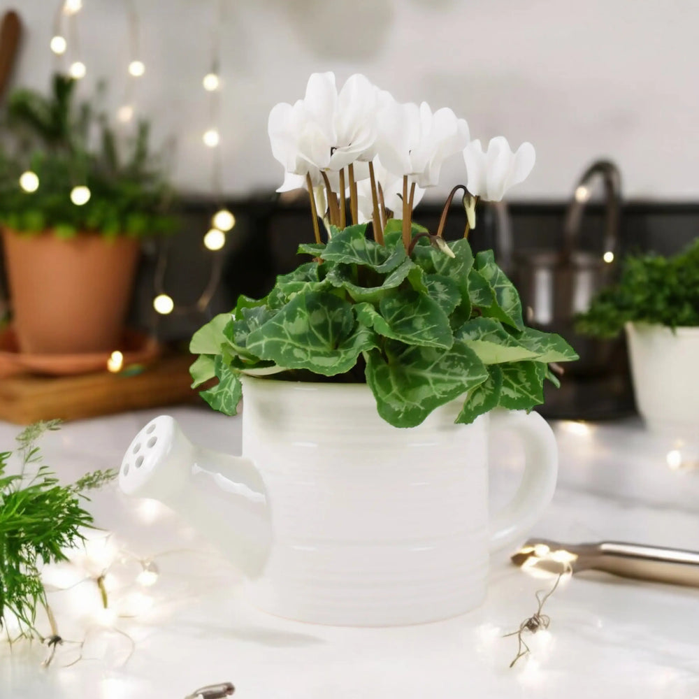 York Ceramic Water Can With Cyclamen Plants By Post