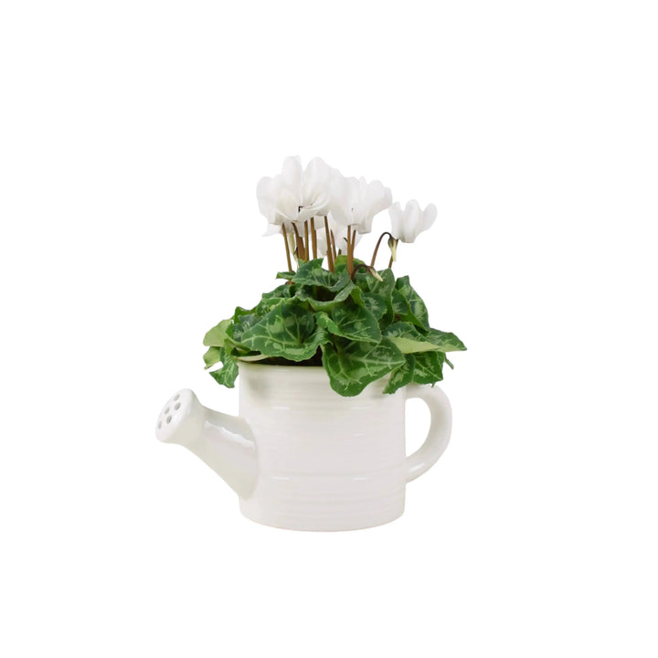 York Ceramic Water Can With Cyclamen Plants By Post