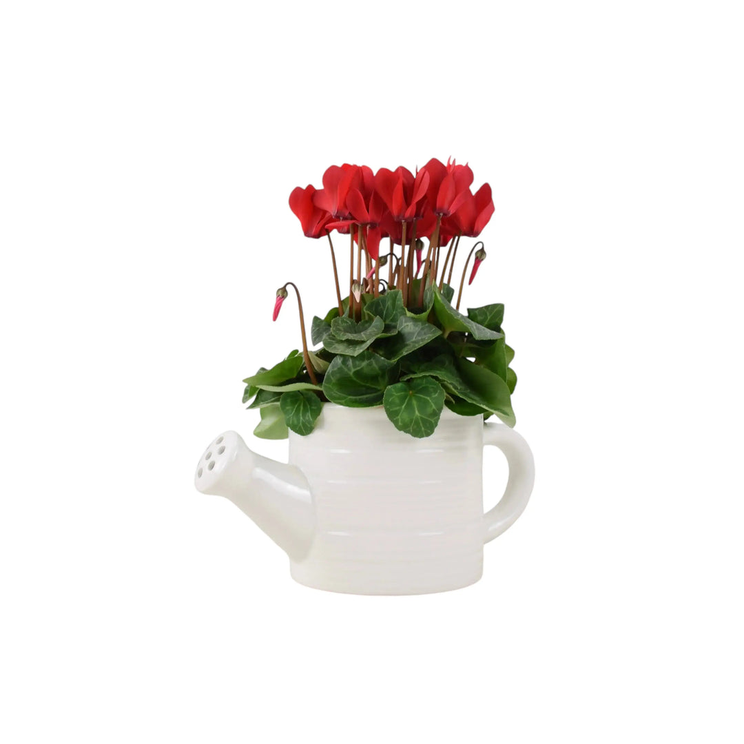 York Ceramic Water Can With Cyclamen Plants By Post