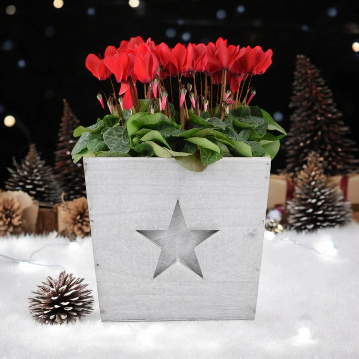 Wooden Square With Star Cyclamen Planter Plants By Post