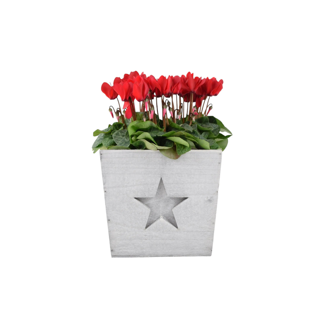 Wooden Square With Star Cyclamen Planter Plants By Post