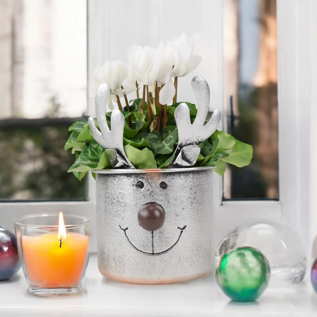 Metal Reindeer Face Planter With Cyclamen Plants By Post