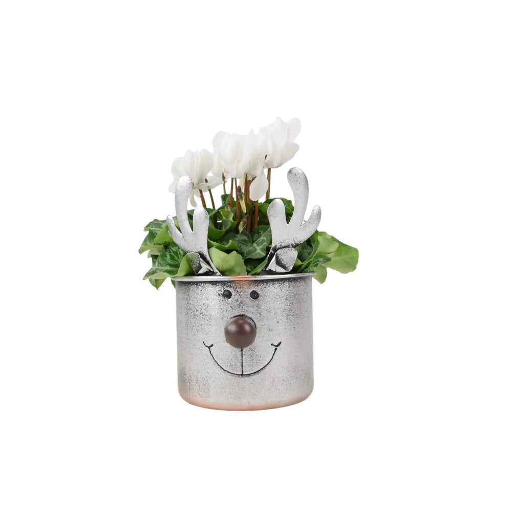 Metal Reindeer Face Planter With Cyclamen Plants By Post