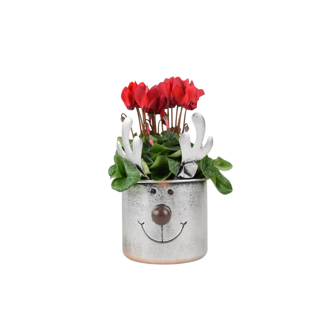 Metal Reindeer Face Planter With Cyclamen Plants By Post