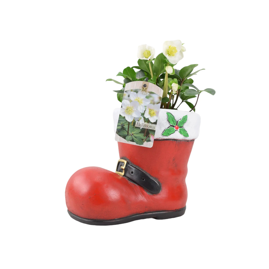 Christmas Festive Cement Boot With Hellebore Plants By Post