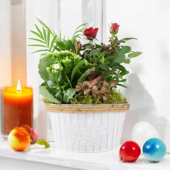 Round Christmas Planted Indoor Arrangement Plants By Post